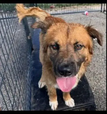 Jesse - Chow Chow