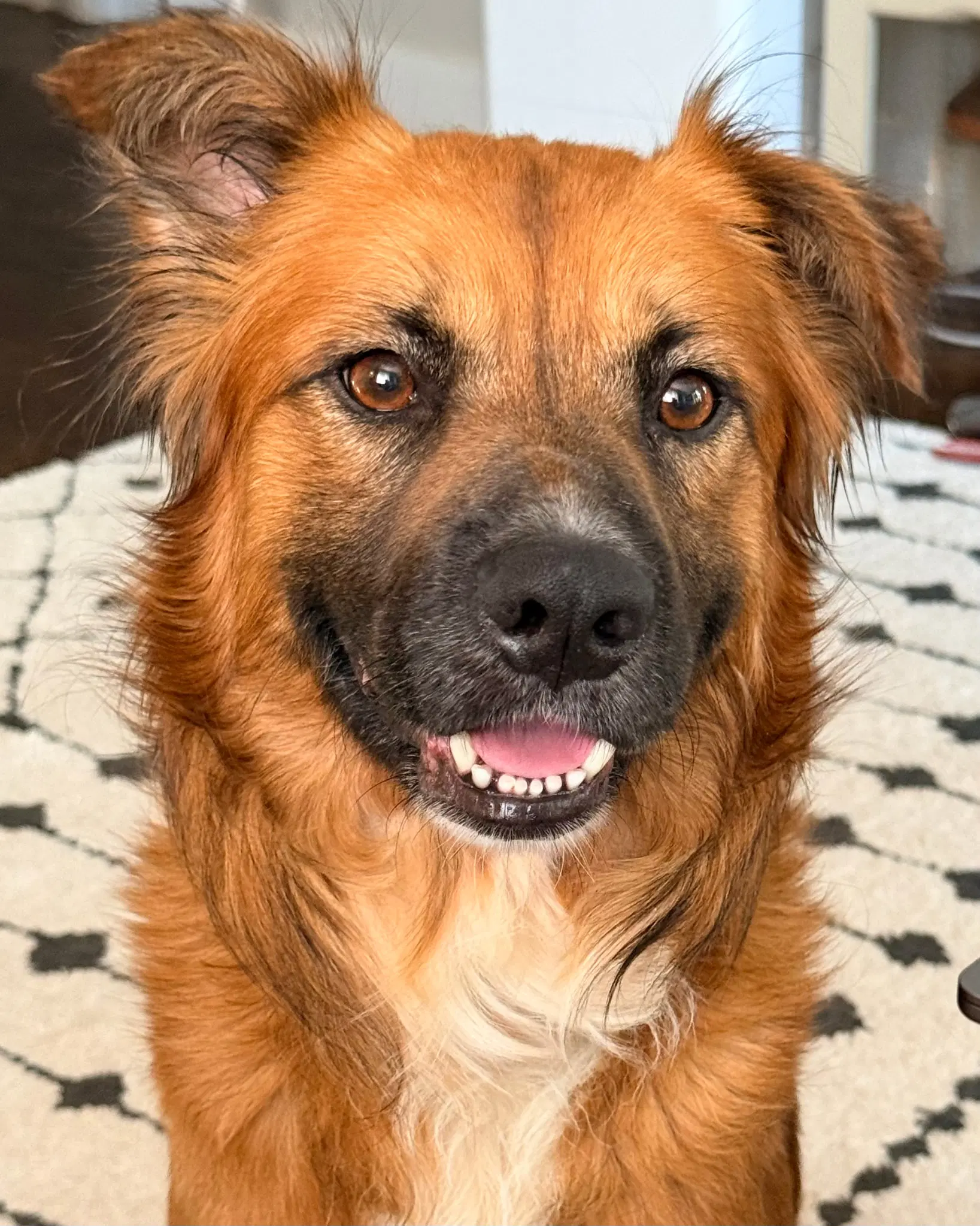 Jesse - Shepherd