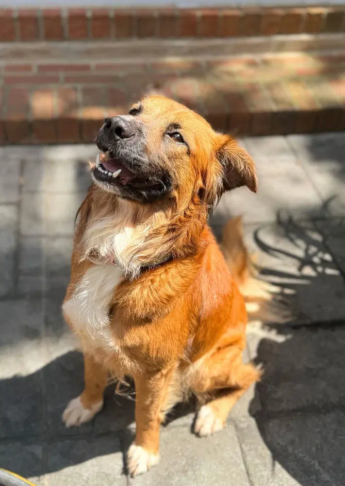 Jesse - Shepherd