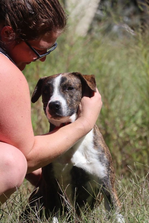 Tulip, a dog for adoption from Rusty's Rescue Ranch