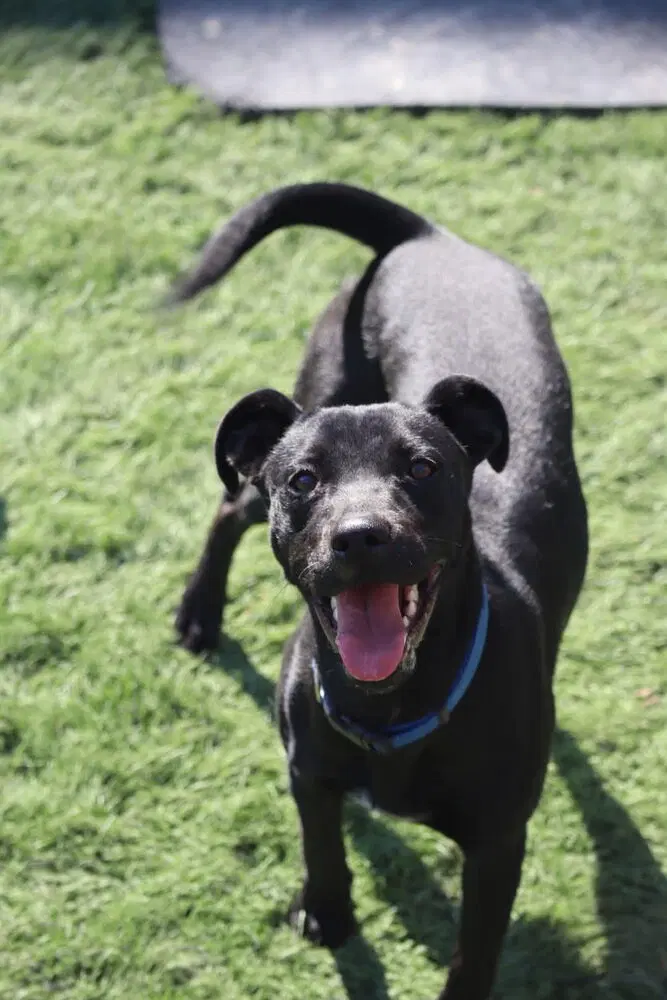 Maisie - Labrador Retriever