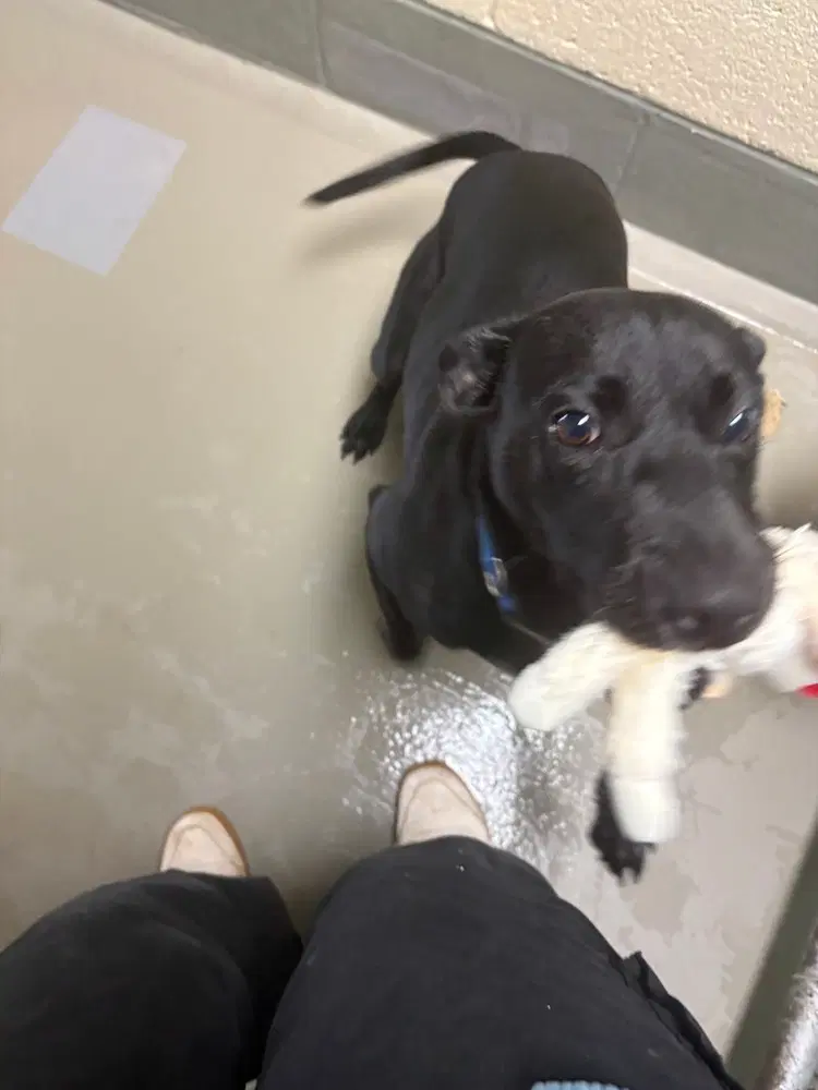 Maisie - Labrador Retriever