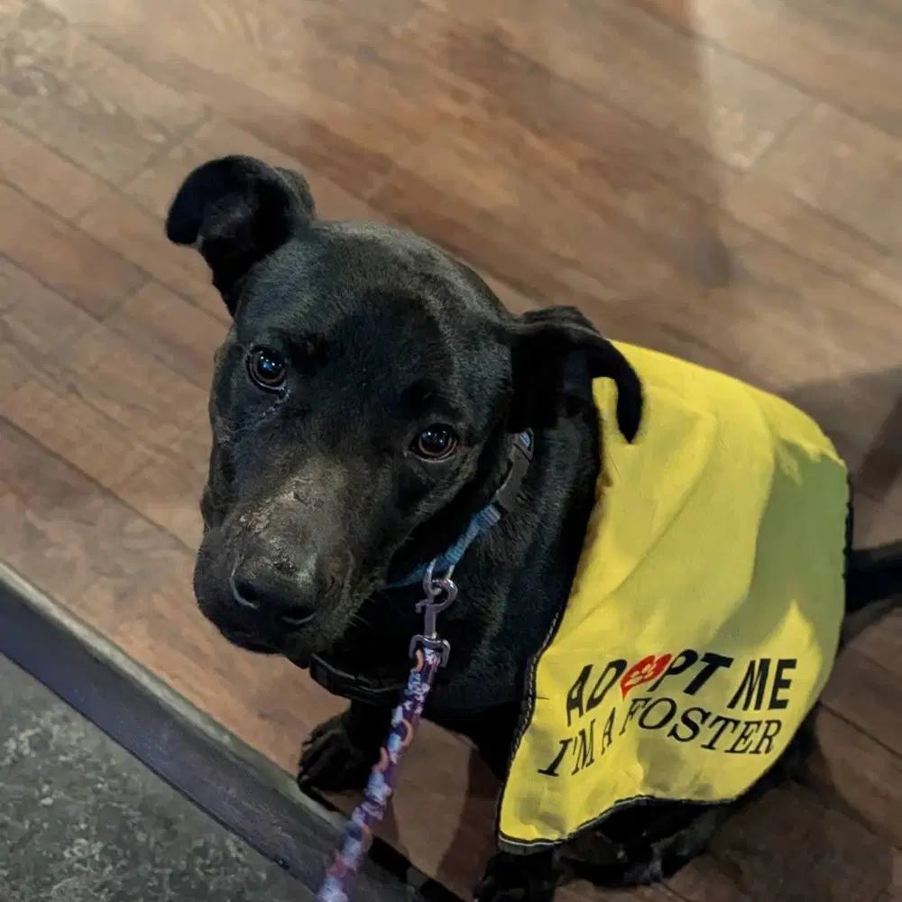 Maisie - Labrador Retriever