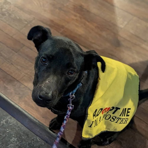 picture of the dog needing adoption