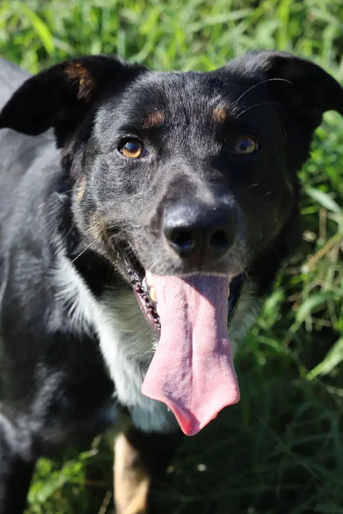 Bandit - Labrador Retriever