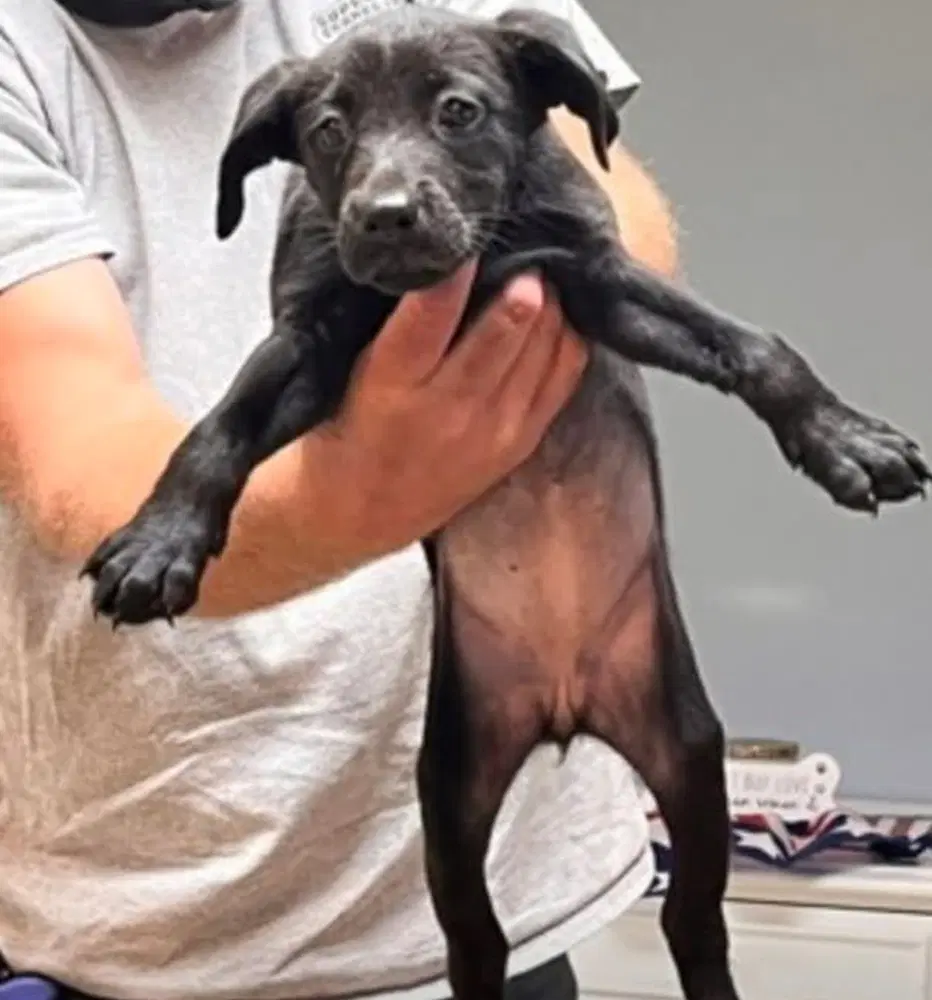 Moon - Labrador Retriever