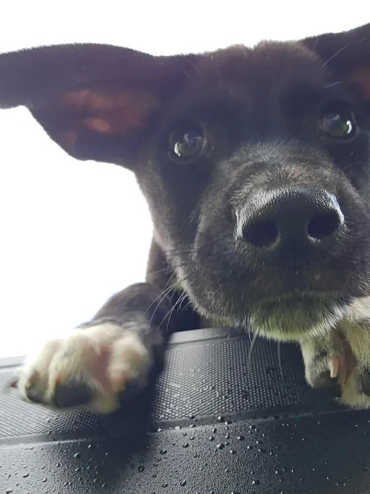 Jones - Labrador Retriever