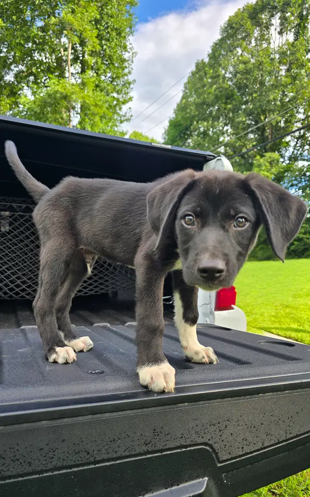 Jones - Labrador Retriever