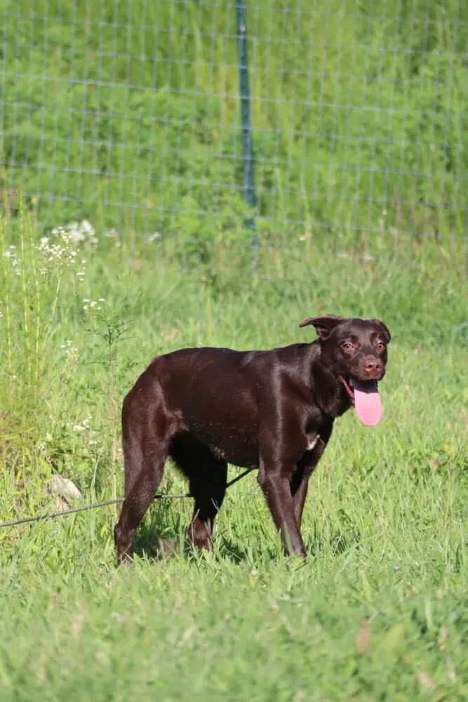 Bama - Chesapeake Bay Retriever