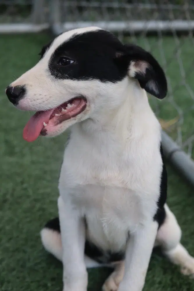Maxie image 3