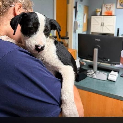 picture of the dog needing adoption