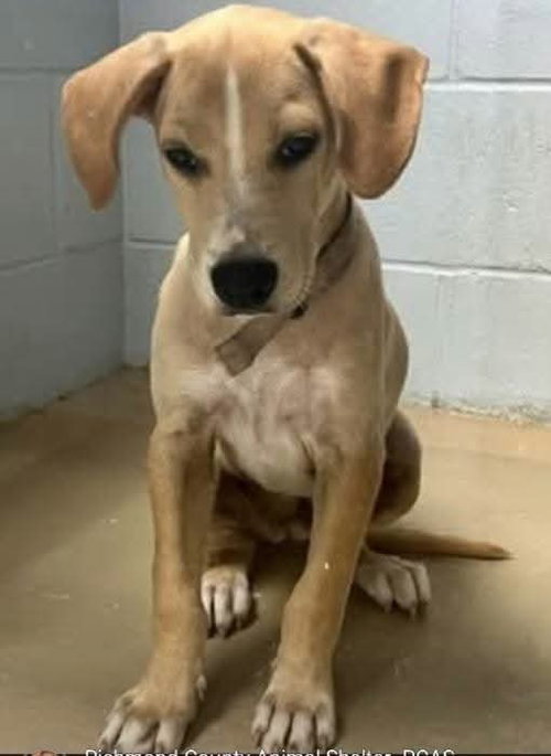 picture of the dog needing adoption