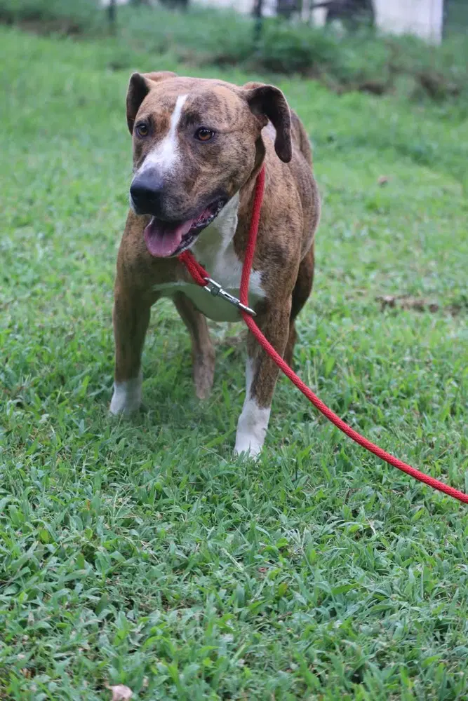 Lacy - Boxer