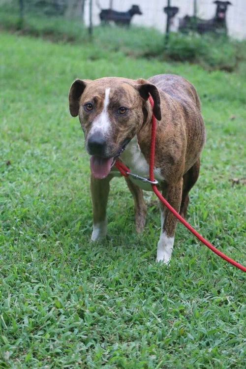 picture of the dog needing adoption