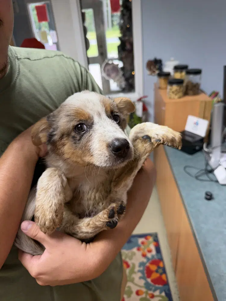 River image 1