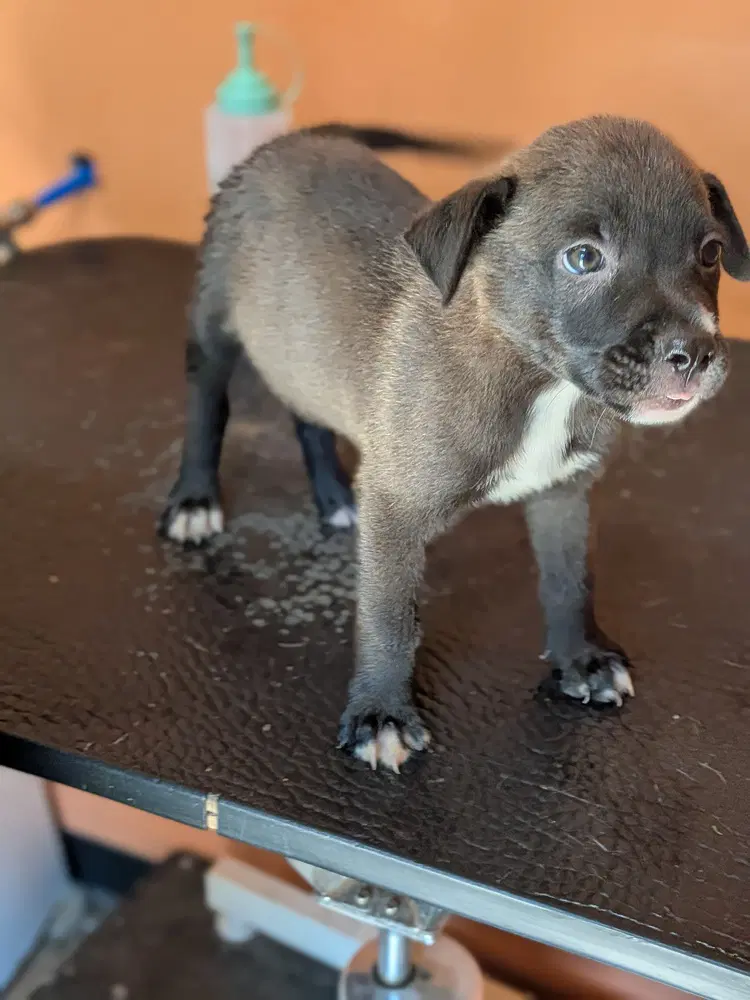 River - Labrador Retriever