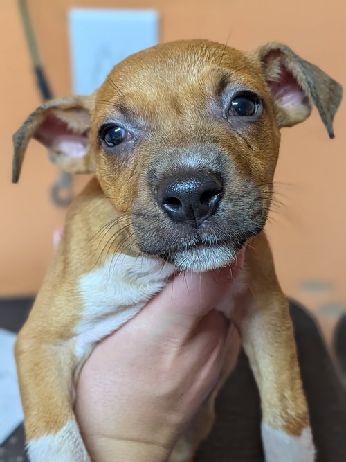 picture of the dog needing adoption