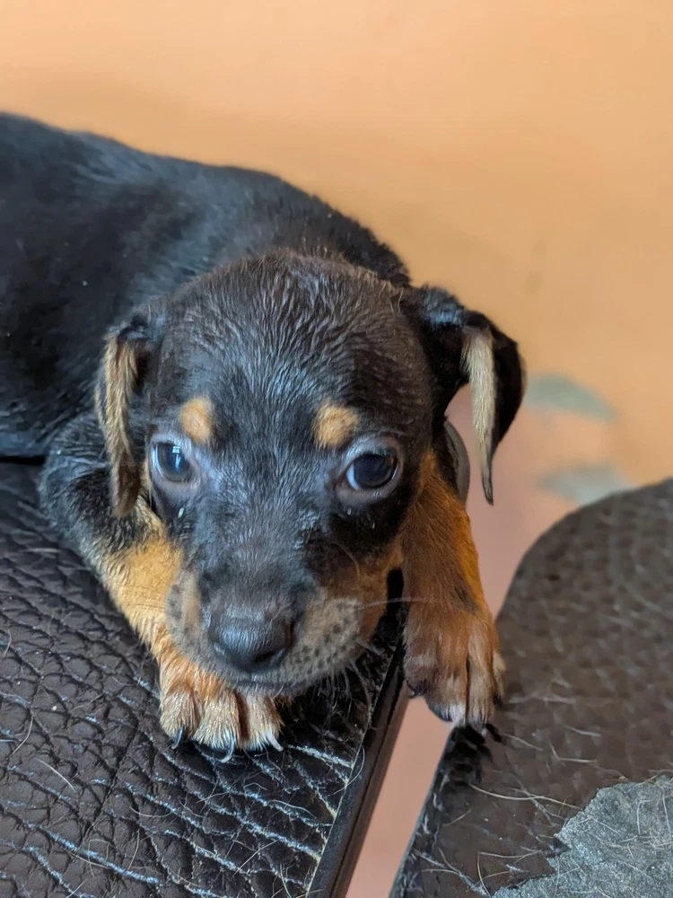 Oliver