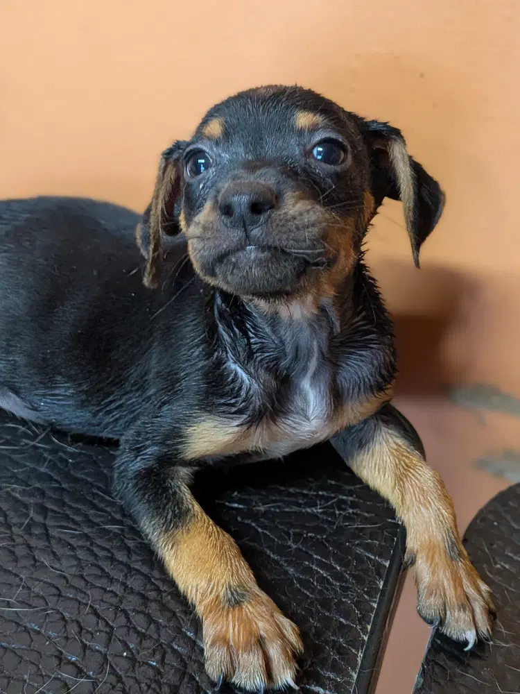 Oliver image 2