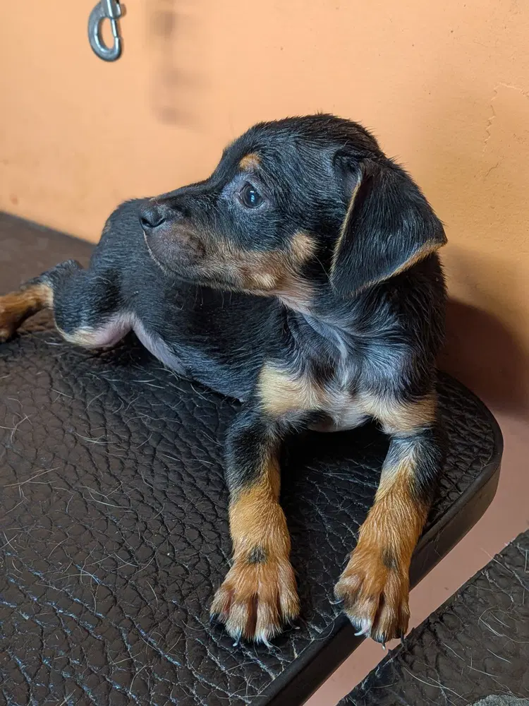 Oliver image 4