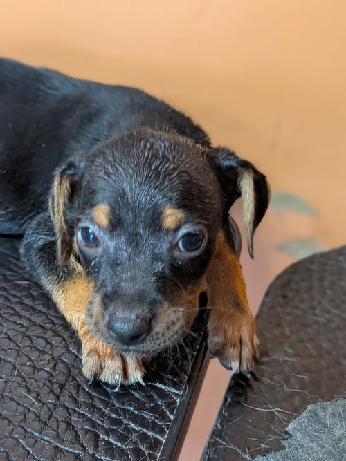 picture of the dog needing adoption