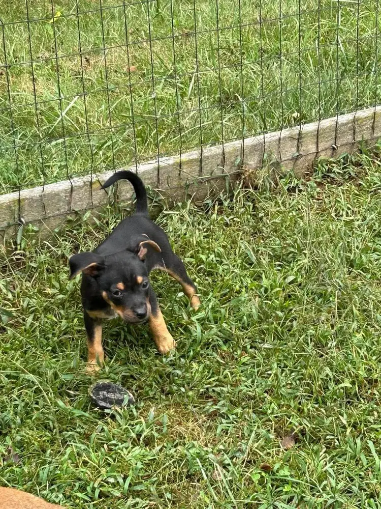 Oliver - Unknown