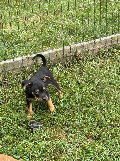 Oliver, a dog for adoption from Rusty's Rescue Ranch