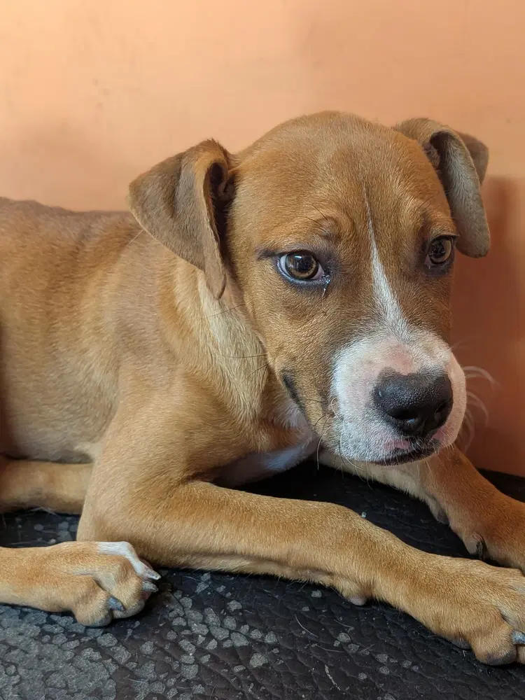 Cece - Boxer