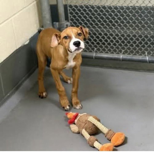 picture of the dog needing adoption
