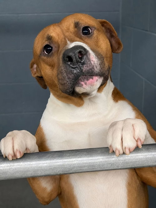 picture of the dog needing adoption