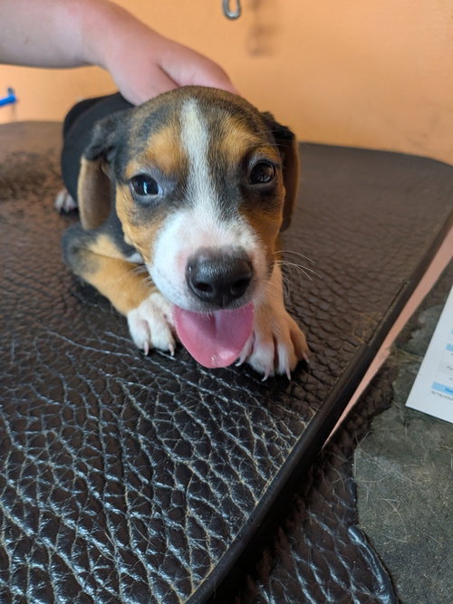picture of the dog needing adoption