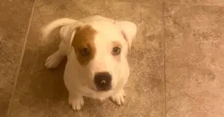 Dahlia - Hound