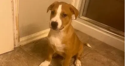 Clover - Hound