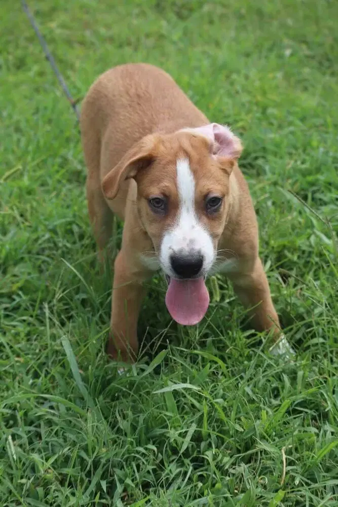 Clover - Hound