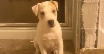 Sage - Hound