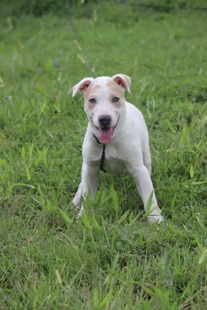Sage - Hound