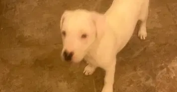 Reed - Hound