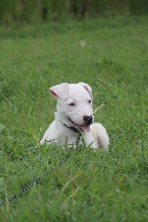Reed, a dog for adoption from Rusty's Rescue Ranch