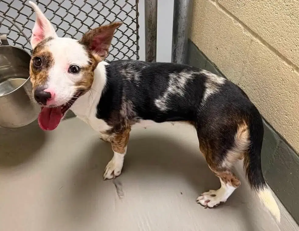 Babygirl - Australian Cattle Dog/Blue Heeler