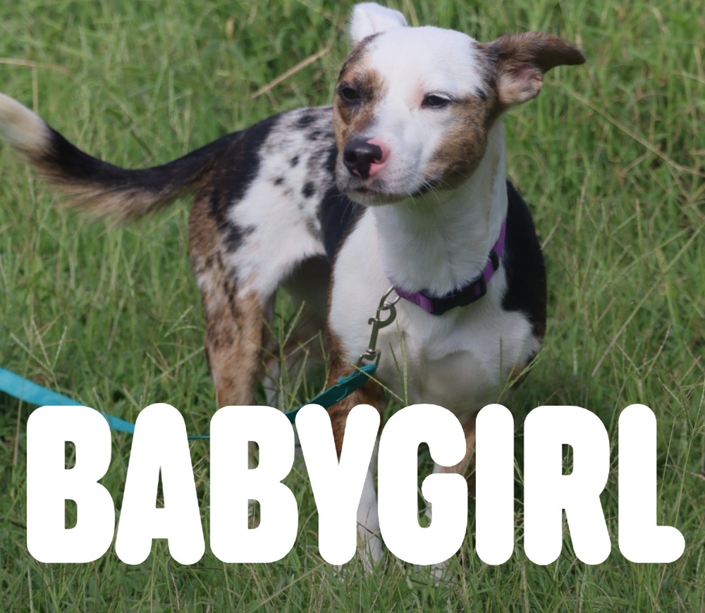 Babygirl, Australian Cattle Dog/Blue Heeler