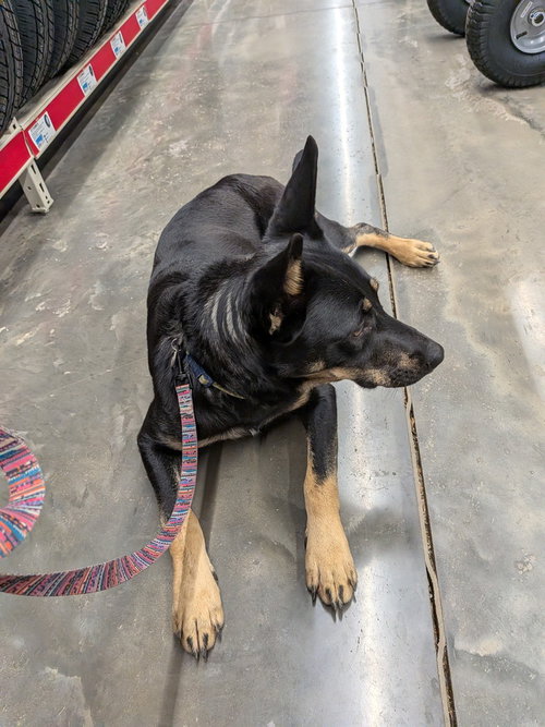 Sapphire, a dog for adoption from Rusty's Rescue Ranch