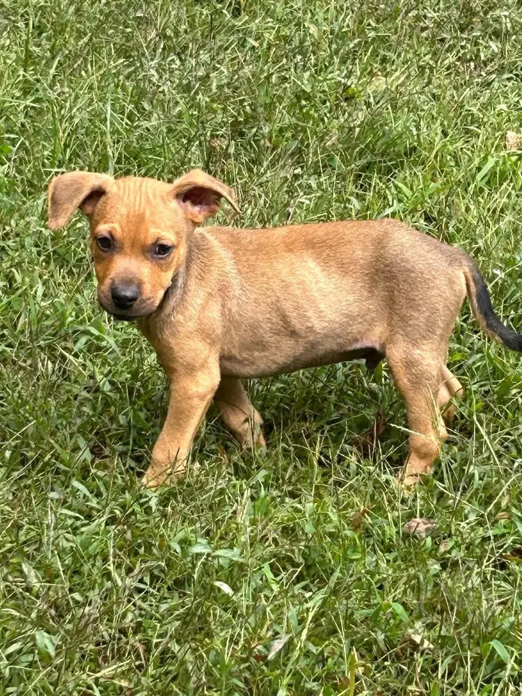 Baby Jake - Labrador Retriever
