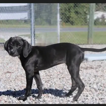 Tessie - Labrador Retriever