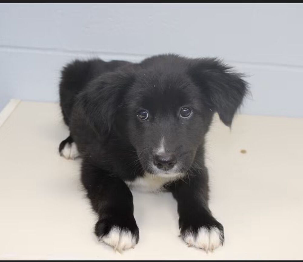 Oreo, Labrador Retriever