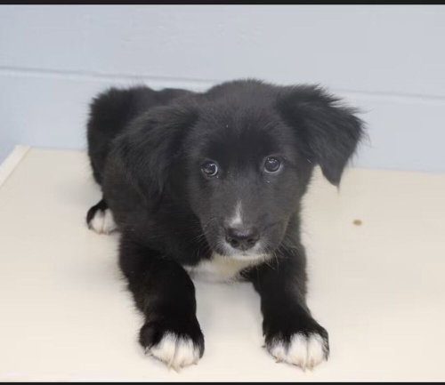 Oreo, a dog for adoption from Rusty's Rescue Ranch