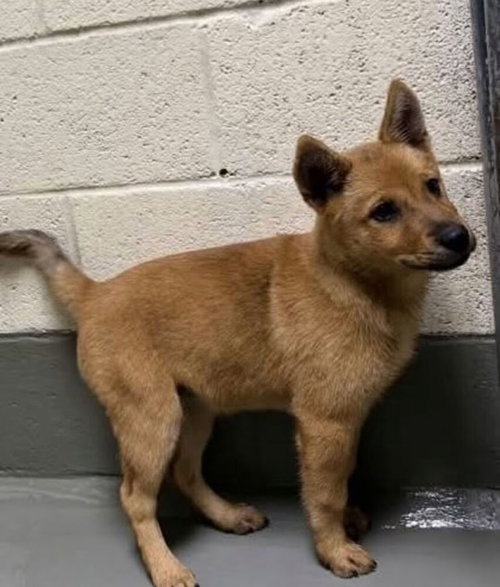 Bumblebee, a dog for adoption from Rusty's Rescue Ranch