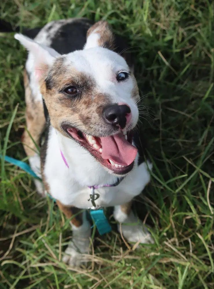 Babygirl - Australian Cattle Dog/Blue Heeler