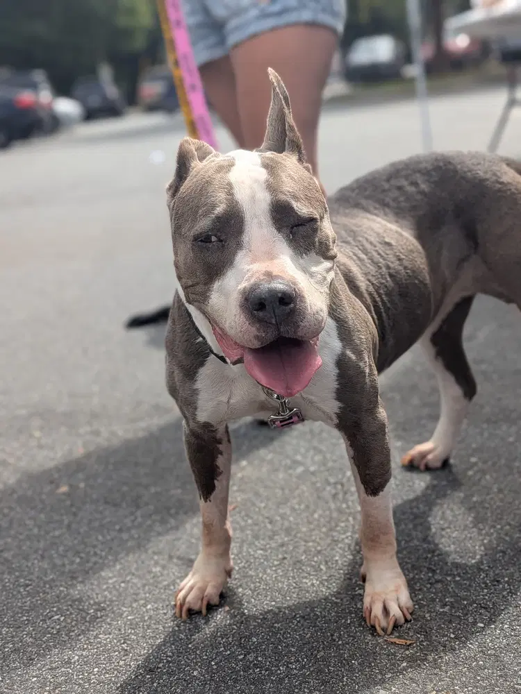 Bleu Cheese - American Pit Bull Terrier