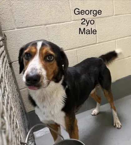 George - Australian Shepherd