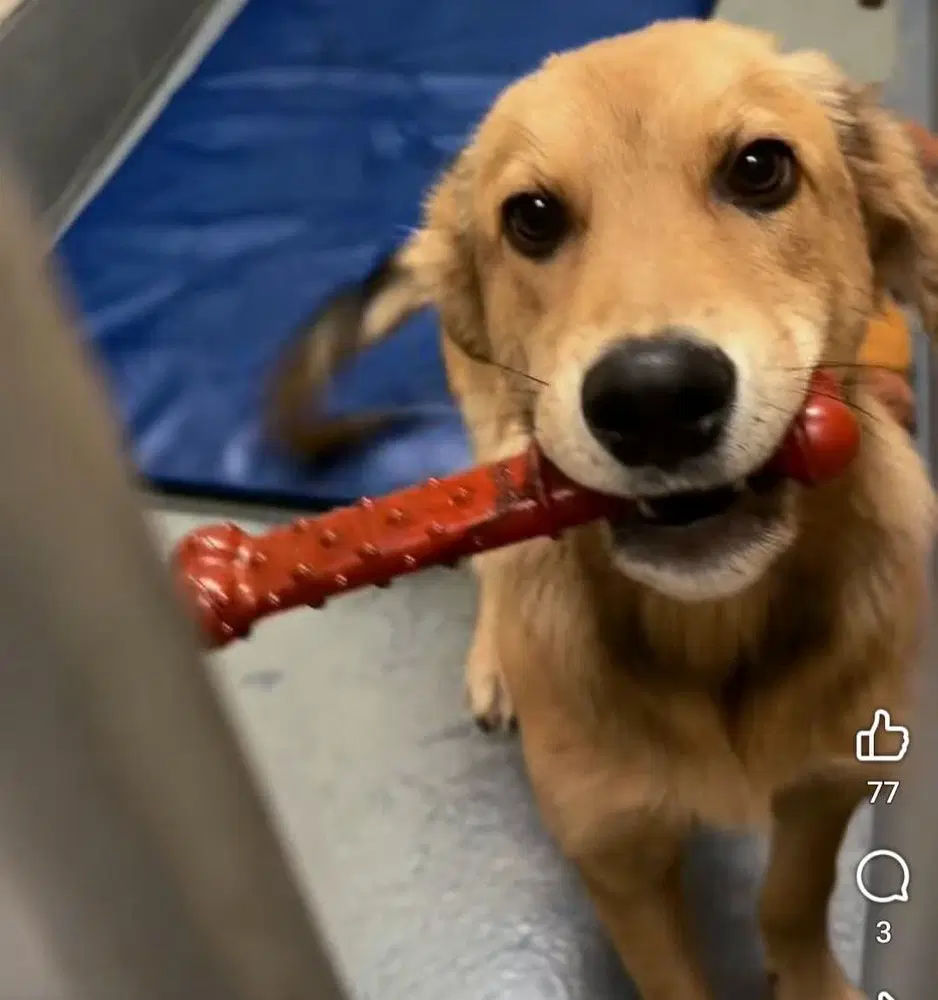 Toast - Golden Retriever